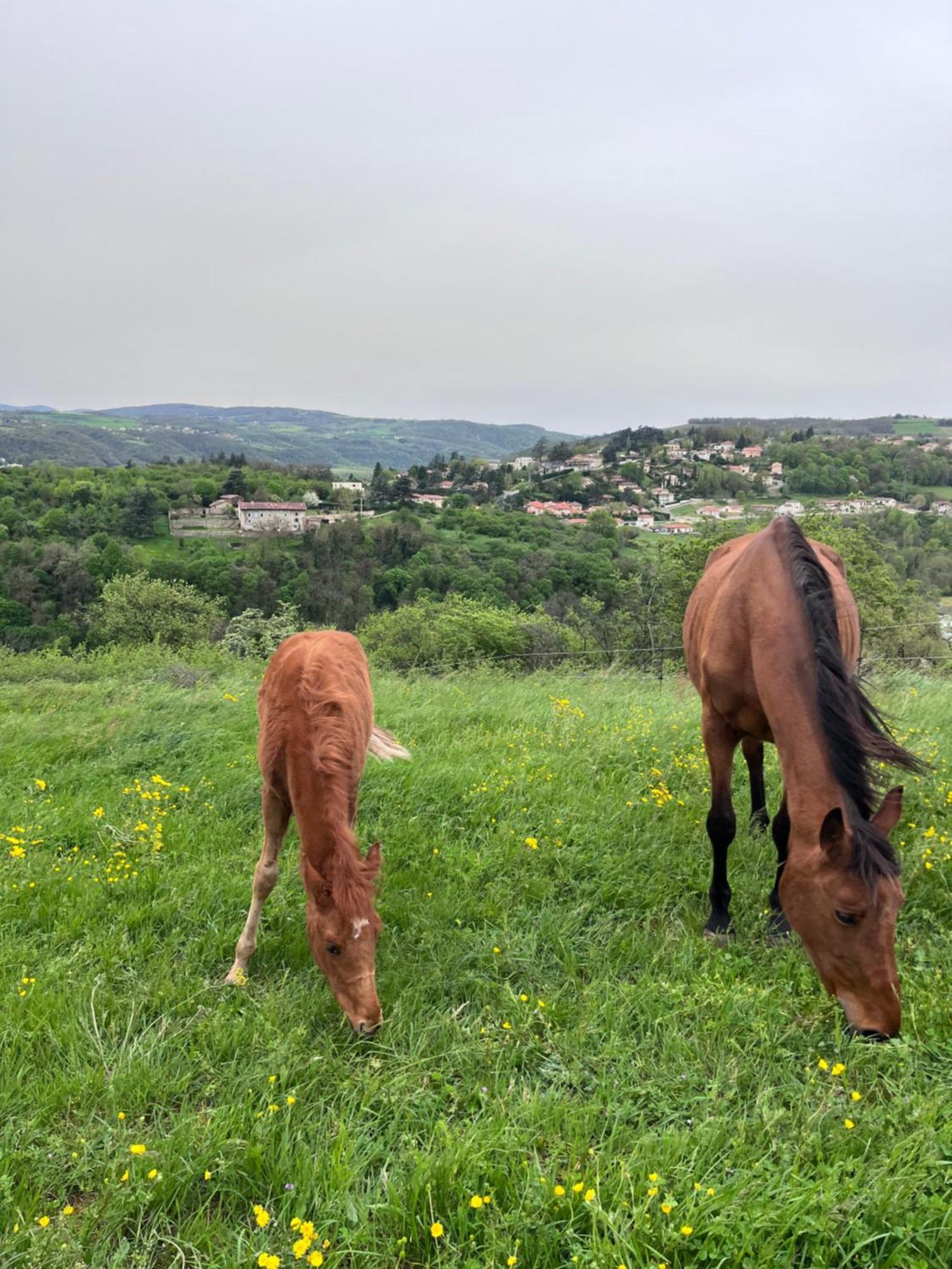 Les Petites Bulles De Massier Otel Vienne  Dış mekan fotoğraf